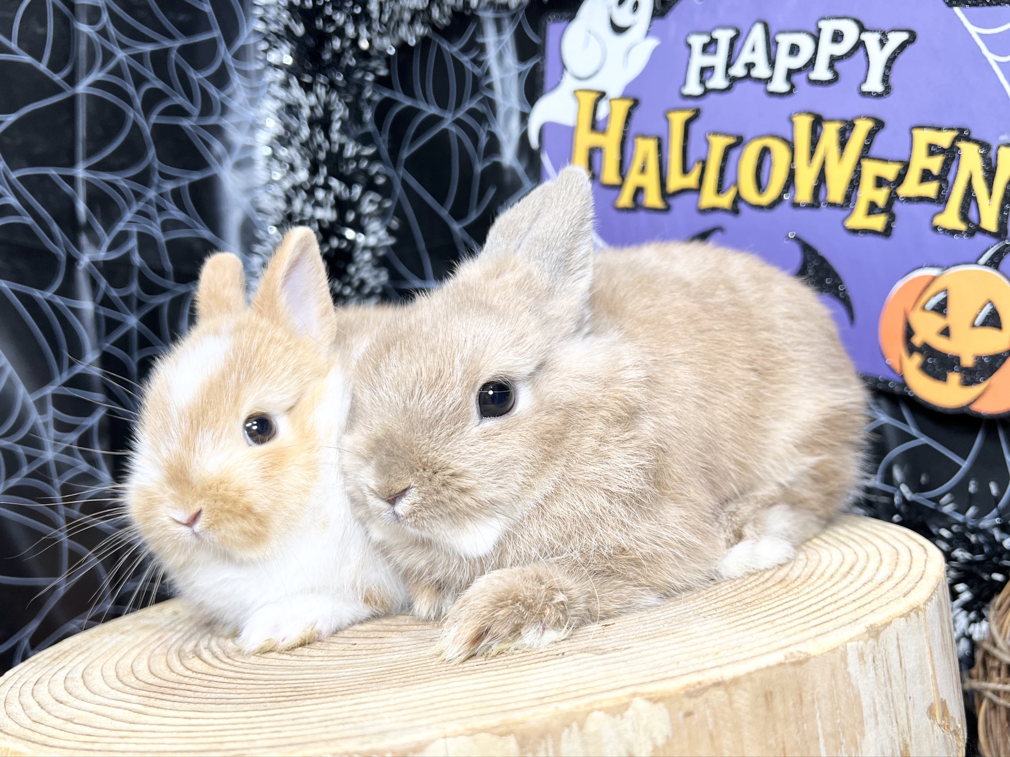 ラシュトン✳︎Rushtonうさぎさん ラシュトン✳︎Rushtonうさぎさん ラシュトン✳︎Rushtonうさぎさん