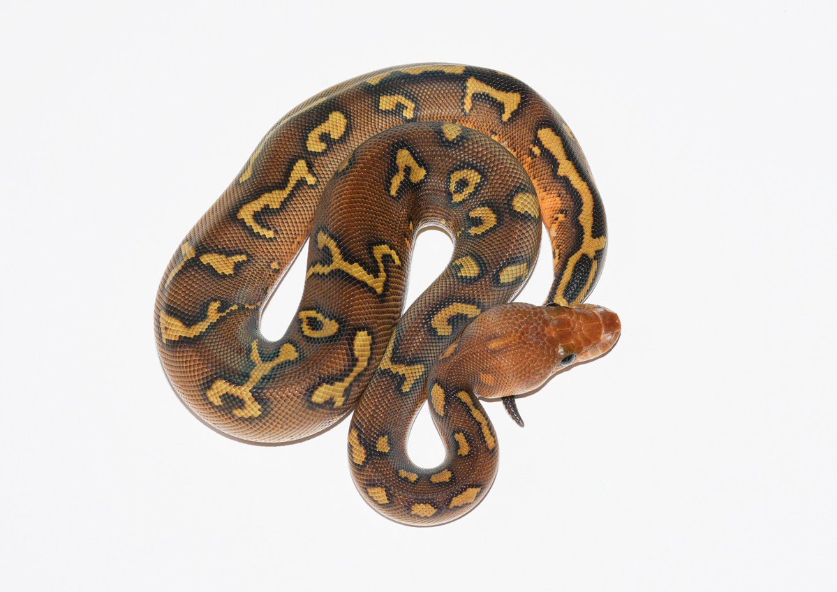 TT_REPTILES's tweet image. ✶スーパーウーキーYBクラウン(RS)♀
#ボールパイソン
#Ballpython
#ウーキー
#スーパーウーキー
#レッドストライプ
#KINOVA