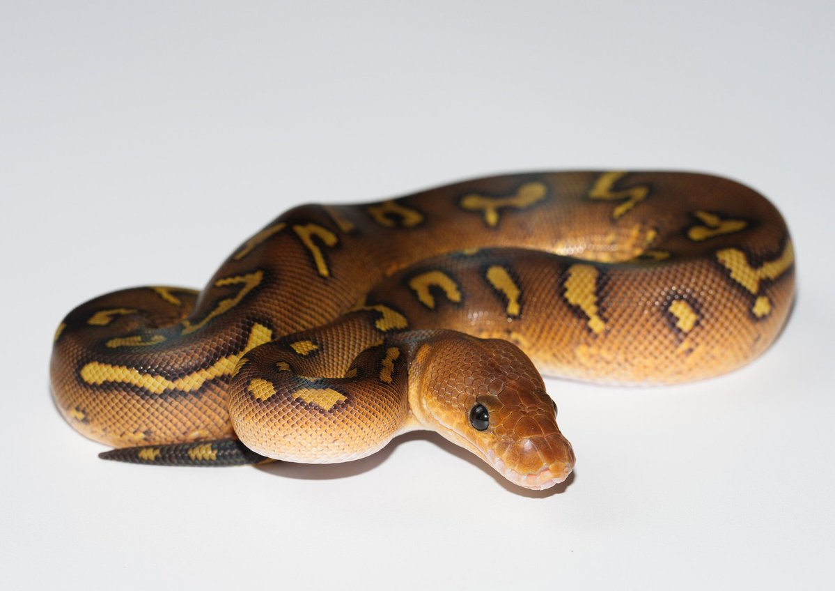 TT_REPTILES's tweet image. ✶スーパーウーキーYBクラウン(RS)♀
#ボールパイソン
#Ballpython
#ウーキー
#スーパーウーキー
#レッドストライプ
#KINOVA
