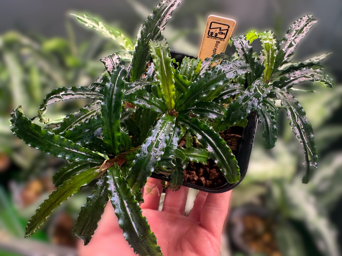 いちご屋 in Day (@0209Bloodymary) / Posts / X