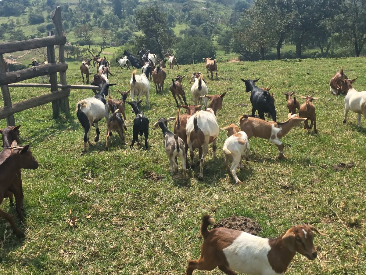 GUKELimited's tweet image. Did you know ๐๐๐
Goats are very picky eaters. They have very sensitive lips, which they use to search for clean and tasty food, They will often refuse to eat grass that has been walked on or lying around loose for a day
#Letslearntogether