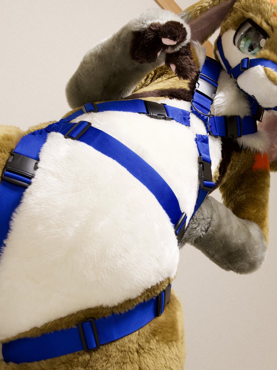 ハーネスあるよ