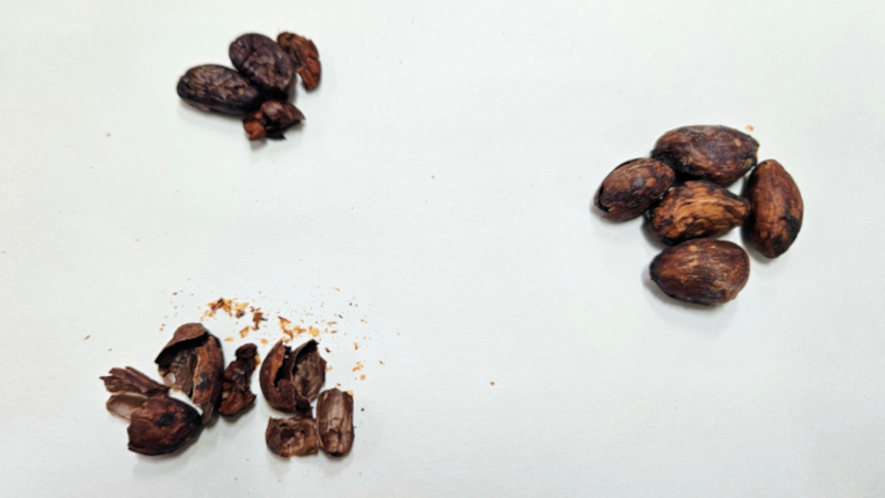 AgenciaFAPESP's tweet photo. Grupo cria mel ‘sabor chocolate’ usando casca da amêndoa do cacau. Pesquisadores da Unicamp usaram produto de abelhas nativas sem ferrão para extrair compostos bioativos do resíduo, conferindo valor nutricional e comercial a ingrediente antes descartado | https://t.co/cZTnLIJP4D https://t.co/nBRPa6MI4Z