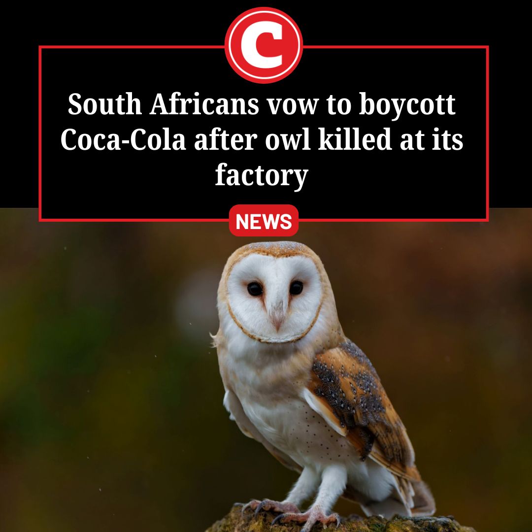 Brendan Murray from the #Owl Rescue Centre said #CocaCola is a 'serial problem'.

citizen.co.za/news/south-afr…