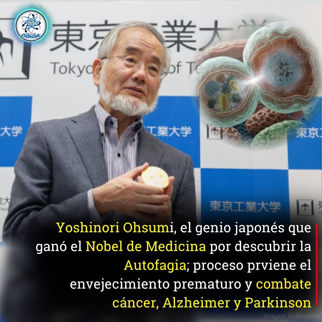 El biólogo japonés Yoshinori Ohsumi ganó el Nobel de Medicina en 2016 por sus descubrimientos sobre los mecanismos de la autofagia, un proceso celular que se activa en periodos de ayuno o escasez de nutrientes, degradando componentes defectuosos y reciclándolos en energía. 

Sus