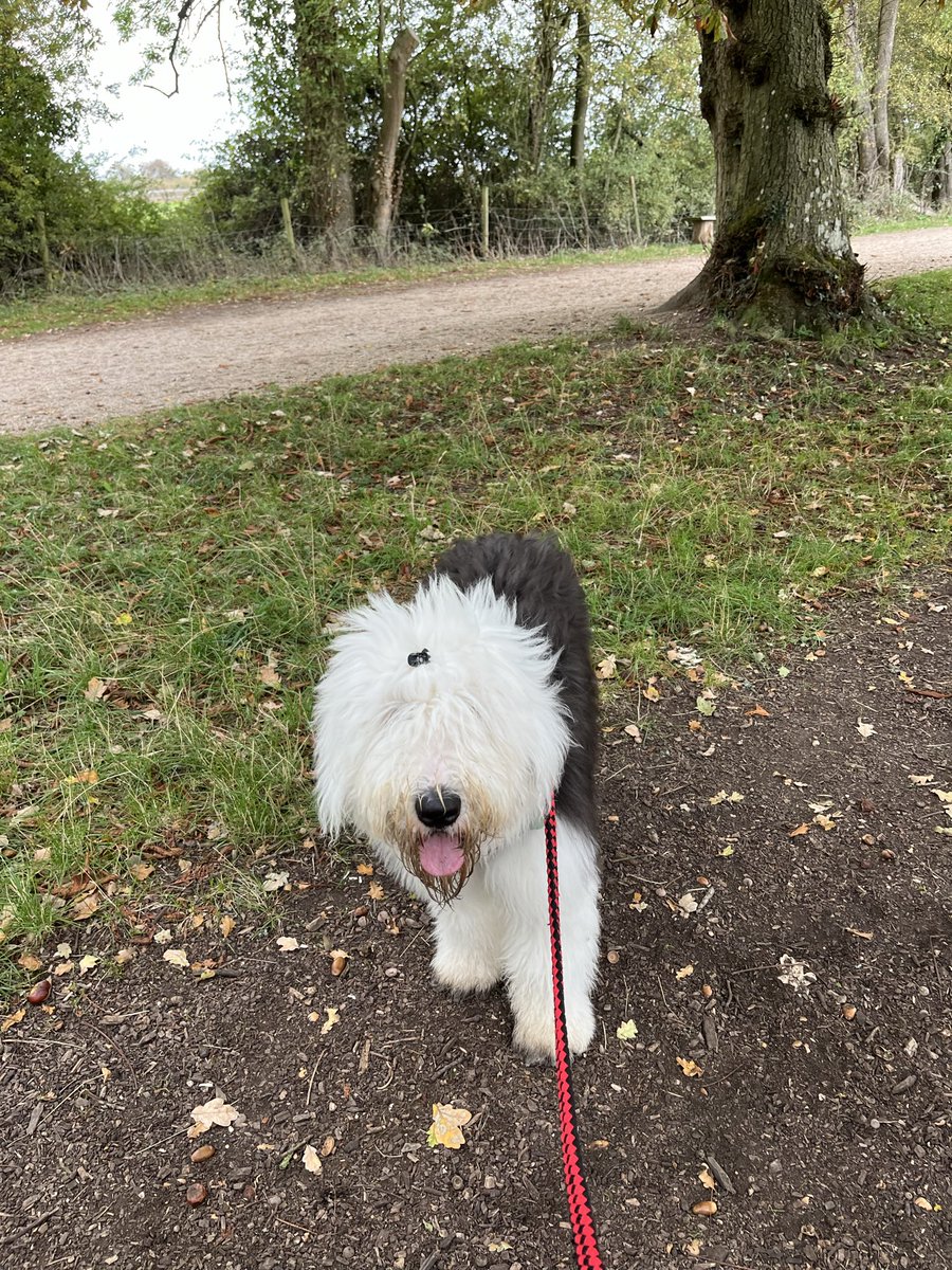 Happy #TongueOutTuesday from yet another de-peopling walk! I am learning to walk side by side with other people at a distance and humum says these two parallel paths are ideal for this. I still don’t understand why not everyone wants sheepie cuddles! 🤔🐾🥰 #AdolescentDog