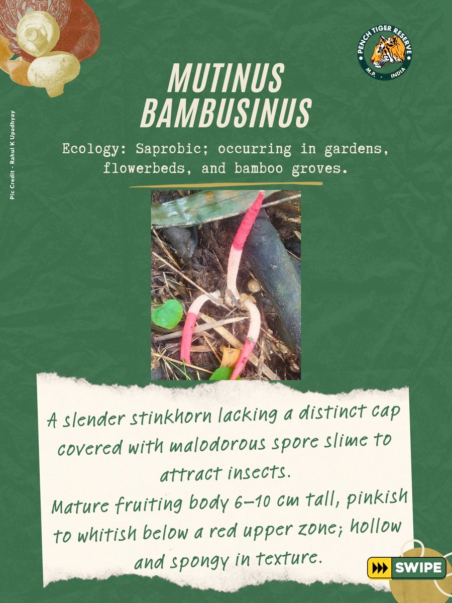 PenchMP's tweet image. They live unseen, yet sustain the forest. Wild mushrooms are nature’s tiny recyclers, quietly turning decay into new life. 

Every organism plays a role in the balance of the wild, even the smallest fungi help keep our forests alive.

#wildmushrooms #forestlife #ecobalance