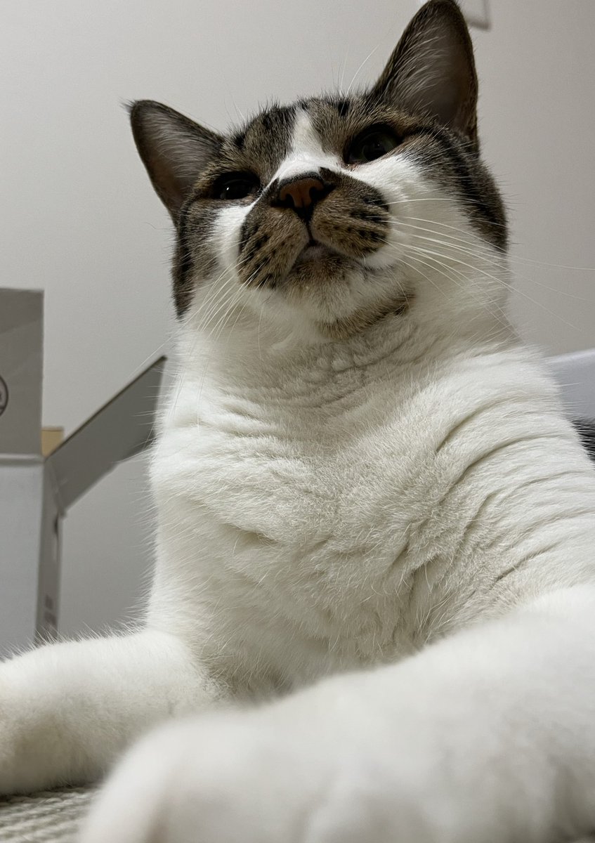 どどん
#ねこ #猫の顔に猫