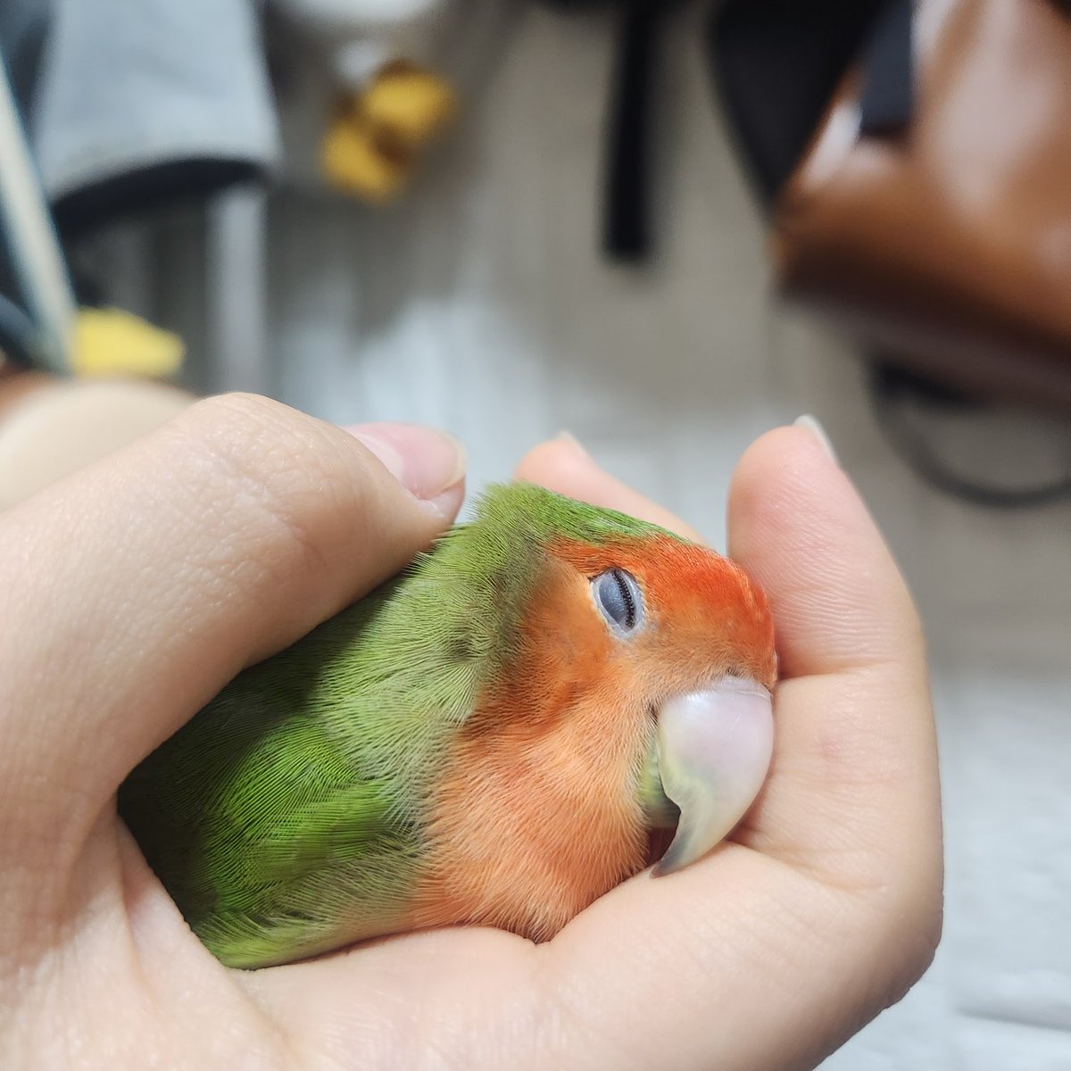 아가야 날씨가 많이 추운데 따스한곳에 있을려나 
나는 우리 아가가 손에 있었을때가 제일 따뜻했는데 ,, 좀더 안아줄걸 ㅎㅎ 

아가야 ~ 언니가 해피한테 이 글이 닿을수있게 계속 계속 써내려갈게 너무 사랑해