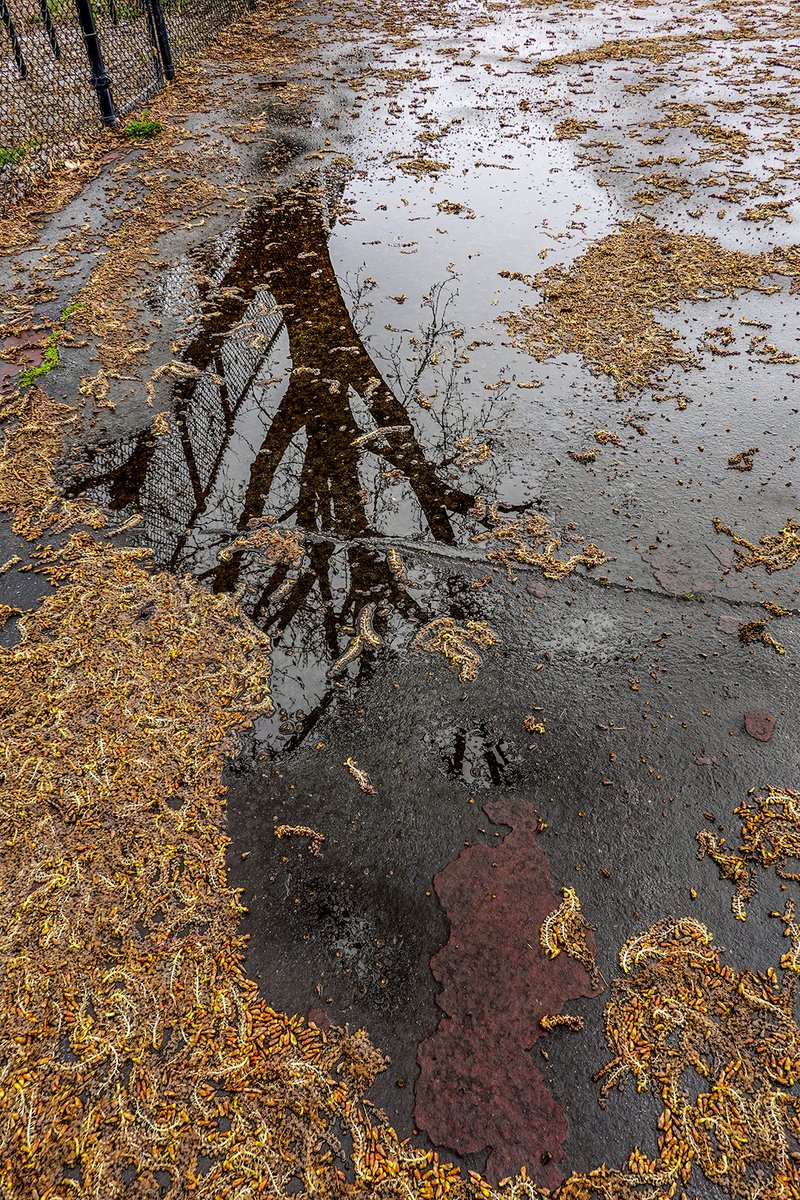 HossainNilofar's tweet image. .

“The trees are in their autumn beauty,
The woodland paths are dry,
Under the October twilight the water 
Mirrors a still sky.”

― W.B. Yeats
.

Peter Solarz