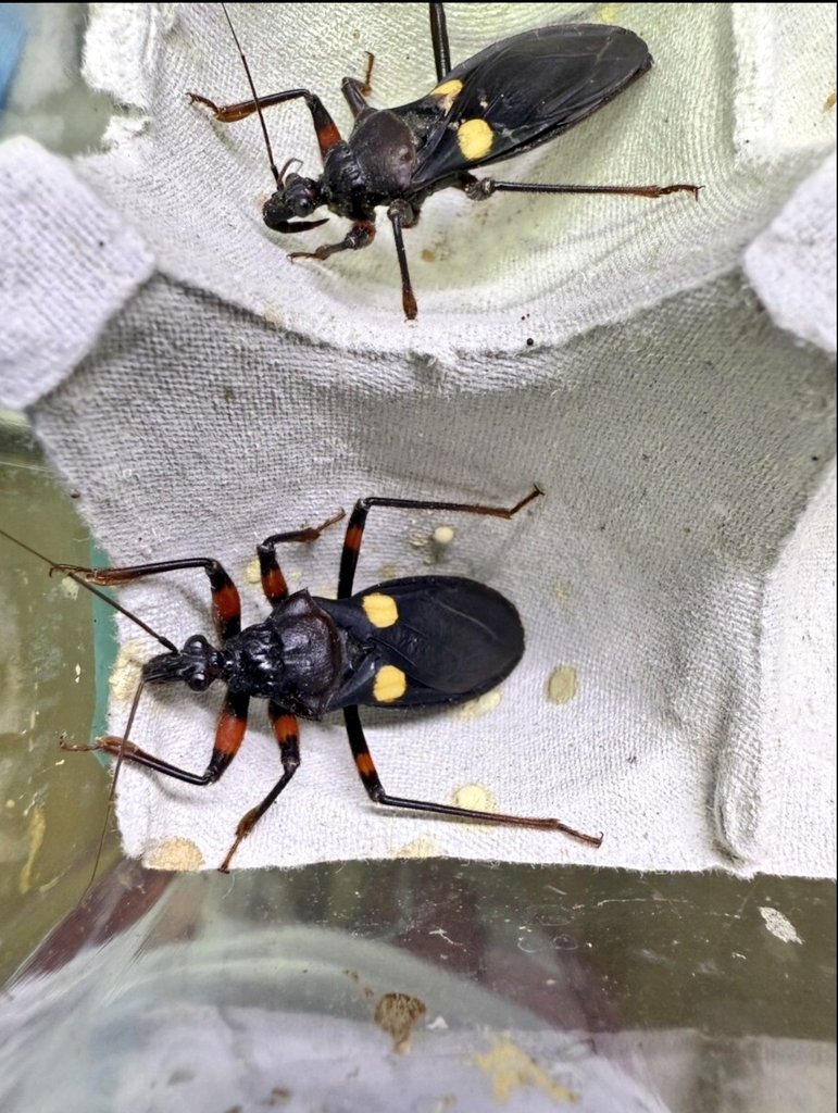 オウモンオオサシガメ幼虫3匹、もらっちゃった
#サシガメ 
#オウモンオオサシガメ