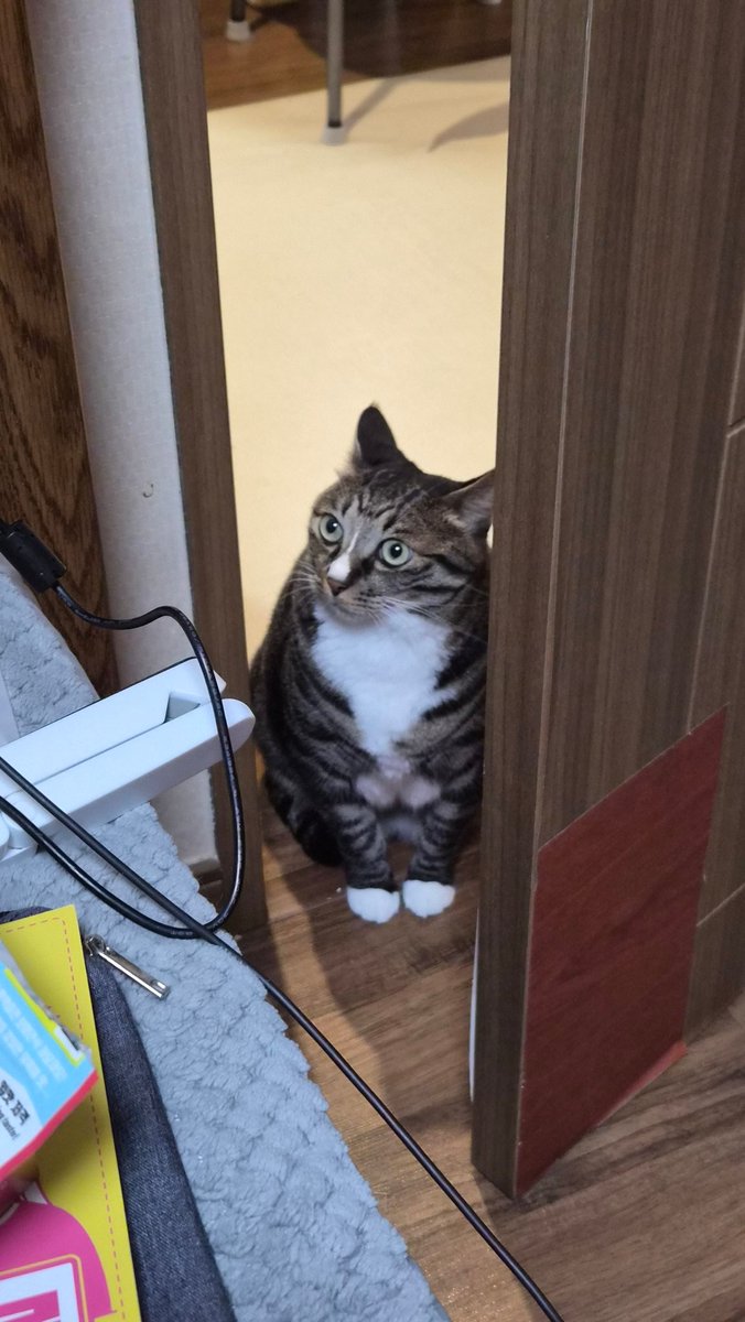 내고양아 솔직히 남들 눈엔 걍 평범한 고양이지