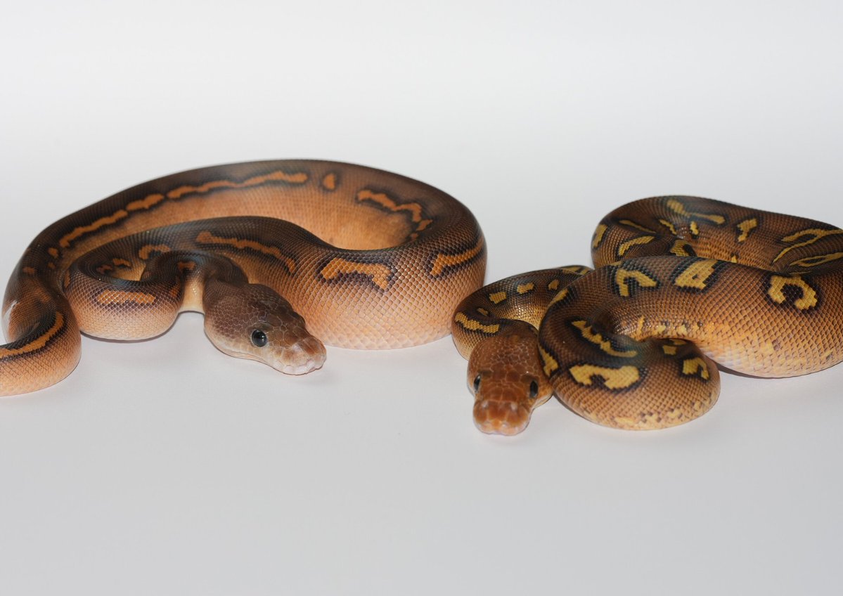 TT_REPTILES's tweet image. @codeZERO0407
日本で一匹?code:ZEROさんでご覧頂けます!
✶ブラックパステルスーパーウーキーYBクラウン(RS)♀
#ボールパイソン
#Ballpython
#ウーキー
#スーパーウーキー
#ブラックパステル
#レッドストライプ
#KINOVA