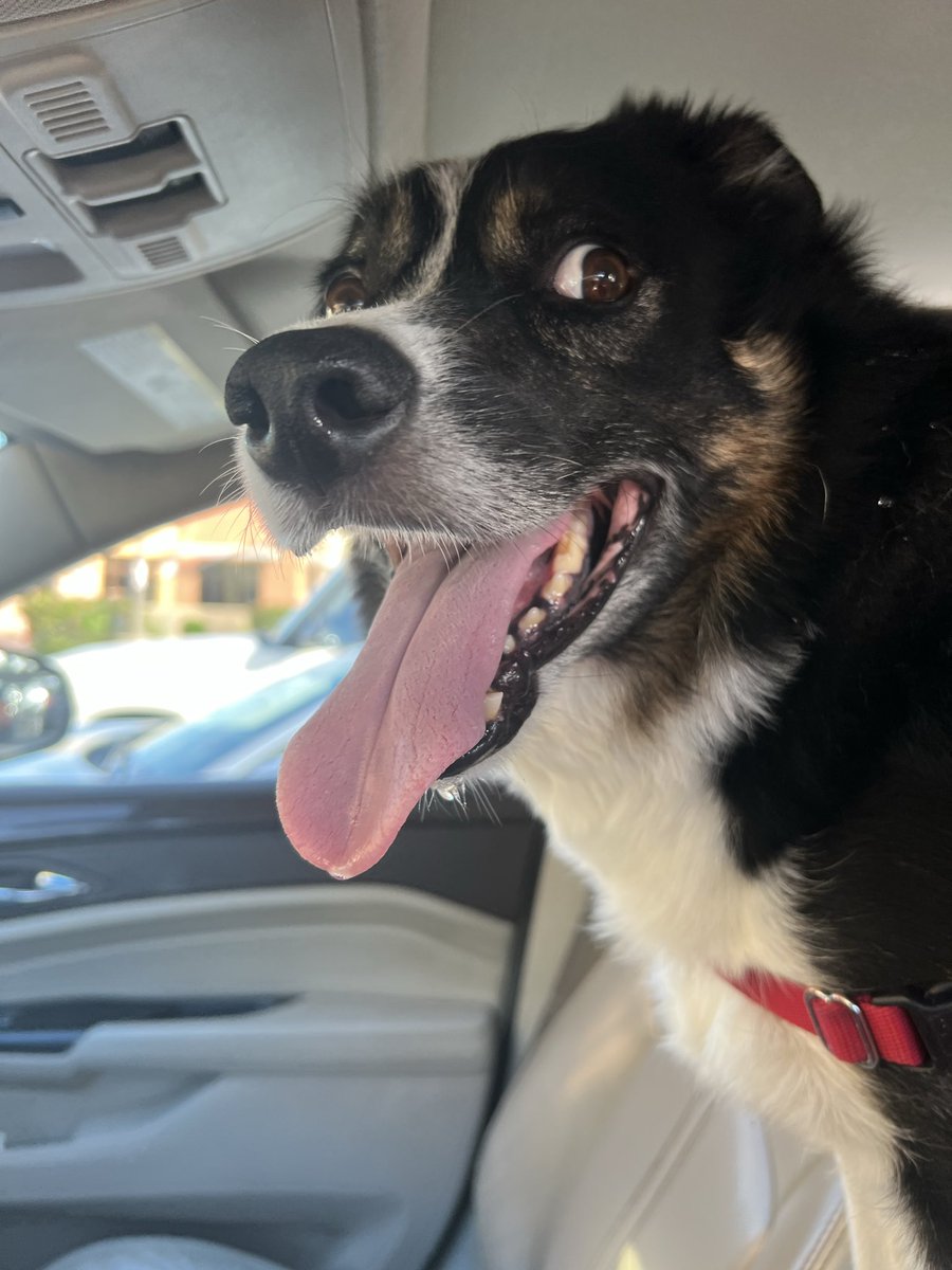 I see you!  What’s your tongue out look like?  Have a great #TongueOutTuesday, friends. #dogsoftwitter #twitterdogcommunity #bordercollie