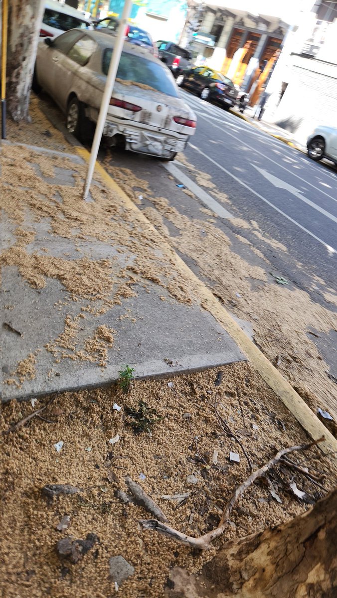 Adjunto fotos que me manda un usuario. Toda esa mugre que largan los árboles bananos te llena de alergias y va directo a las vías respiratorias.

Hay que sacar a la mierda esos árboles. Es salud pública y limpieza urbana. Basta de naturalizar lo que enferma.