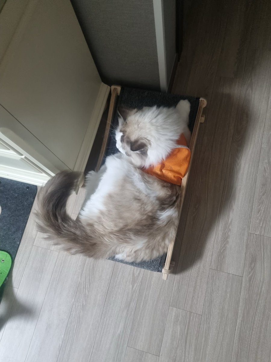 제발 이글이 왕큰고양이집으로 흘러드가길🥹

전저희집고양이가이렇게큰줄몰랐는데
새로 스크래쳐 사줬다가
크기실감했는데
혹시 이런 가운데가 오목한형태의 카펫 스크래쳐중 7킬로그램 이상 뼈대큰 대형묘 사용가능한거 뭐있나요
제가산거 가로 600이에요... 훨씬커야할것같아요ㅠ