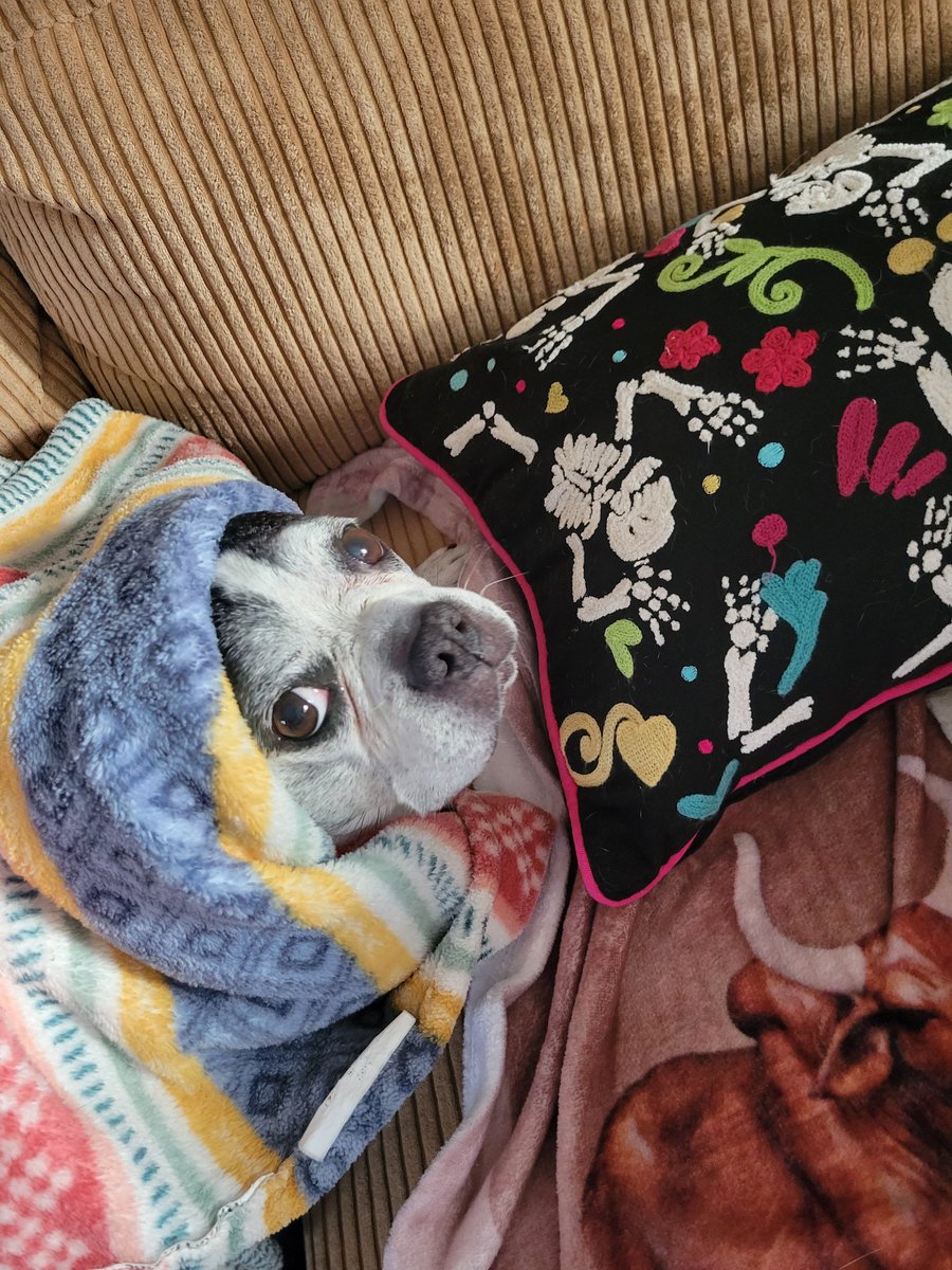 Morning pals 🤗 blankie season is now in full swing here 😂 I just snoozing dis morning buts I will be ready for some frow it later when Momma gets home from da workie! Has a great day 😊🥰🥰