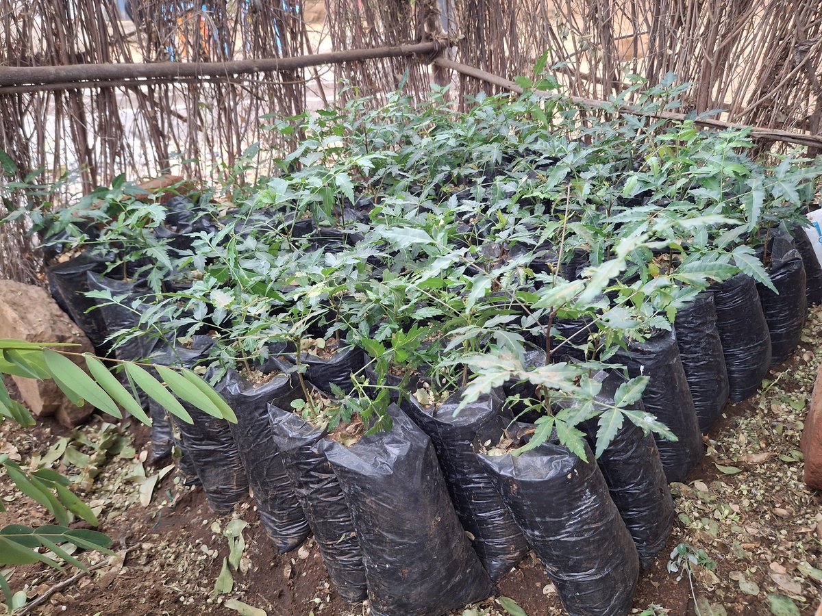 NCCK Nature Positive Food Systems tweet media