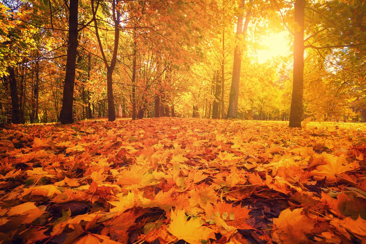 Sole d'autunno,
addolcisce i pensieri,
sostiene le foglie cadenti...

#Haiku #giochipoetici