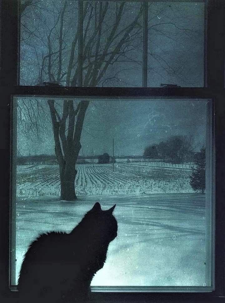 Hi, I just wanted to share this illustration because I think it’s so beautiful. I’ve no idea who it’s by but it captures a feeling so unique and so comforting to me. Although it looks cold, I feel a warmth coming from it and I just love it. ❤️ #CatsOfTwitter