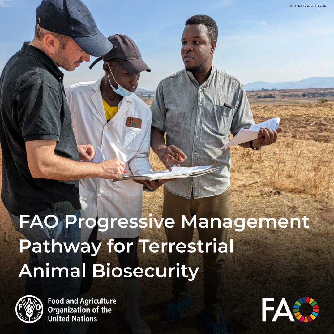 FAOLivestock's tweet image. From policy to practice:

@FAO’s Progressive Management Pathway for Terrestrial Animal #Biosecurity empowers nations to reform laws, build partnerships &amp;amp; adopt business-friendly biosecurity solutions.

bit.ly/4oV9xYJ

#PMPTAB