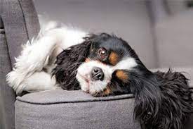 MandarinVet's tweet image. Ear infections are a common and often painful issue for both cats and dogs, and understanding their causes, symptoms, treatment, and prevention can help you, as a pet owner, keep your furry companions healthy and comfortable!
mandarinvet.com/client.../vide…
#MVC #DrJones #aahaaccredited