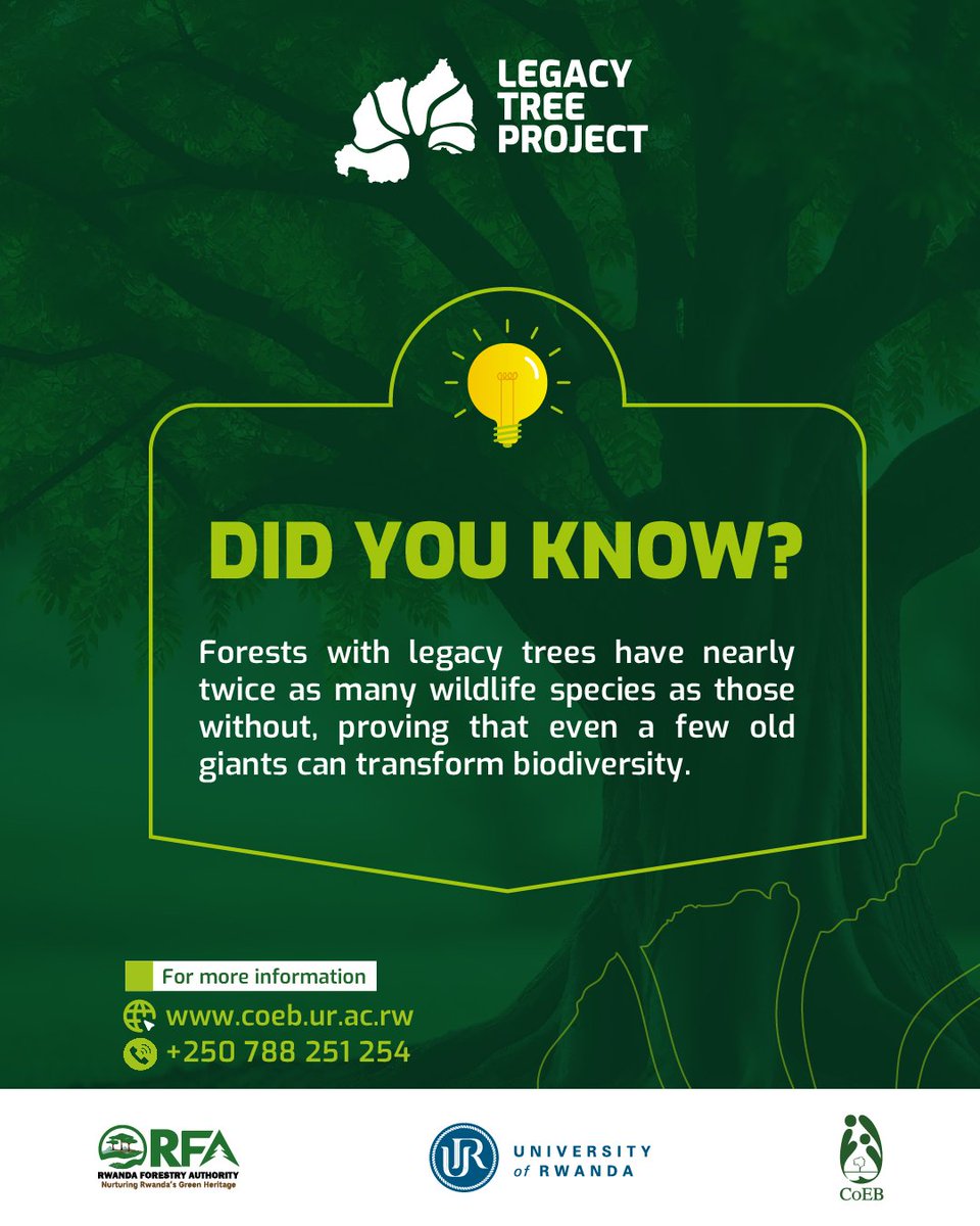 LegacyTreeRw's tweet image. 🌳Make your week meaningful and help us document legacy trees in your area!
Let’s preserve Rwanda’s natural and cultural heritage together.

😳Spot a large, old native tree in your area? 
📍Submit it via: docs.google.com/forms/d/e/1FAI…