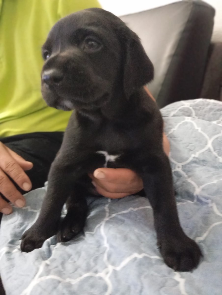 NuevaVidaAdop's tweet photo. #madrid 
LUCHO cachorro cruce #labrador RESCATADO de perrera junto a sus 2 hermanas 
Tiene 2 meses 
Sociable con niños🐶🐱
NECESITA #adopcion
Se entrega chipado,vacunado,desparasitado y CON compromiso de castracion 
CONTACTO 📩facenuevavida@gmail.com
#cachorros #adopta #adopcion https://t.co/MiazlAdKe7