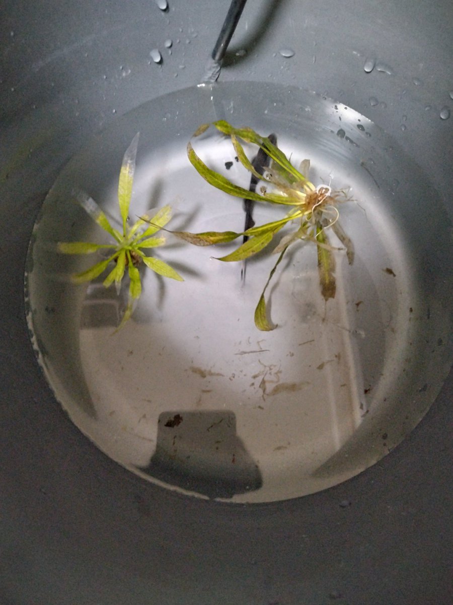 HSCustomizer's tweet image. #パイロットフィッシュ #ブラックゴースト 名前はx9です。水合わせ終わったら立ち上げた水槽に移します。
特技は死んだフリ(昼寝)です。
(ー_ー)丈夫だけど毎度心配します。