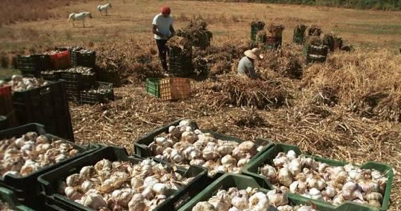 Mendoza "Si el Gobierno no interviene tendremos que tirar la producción de ajo"
radioregional.com.ar/mendoza-si-el-…