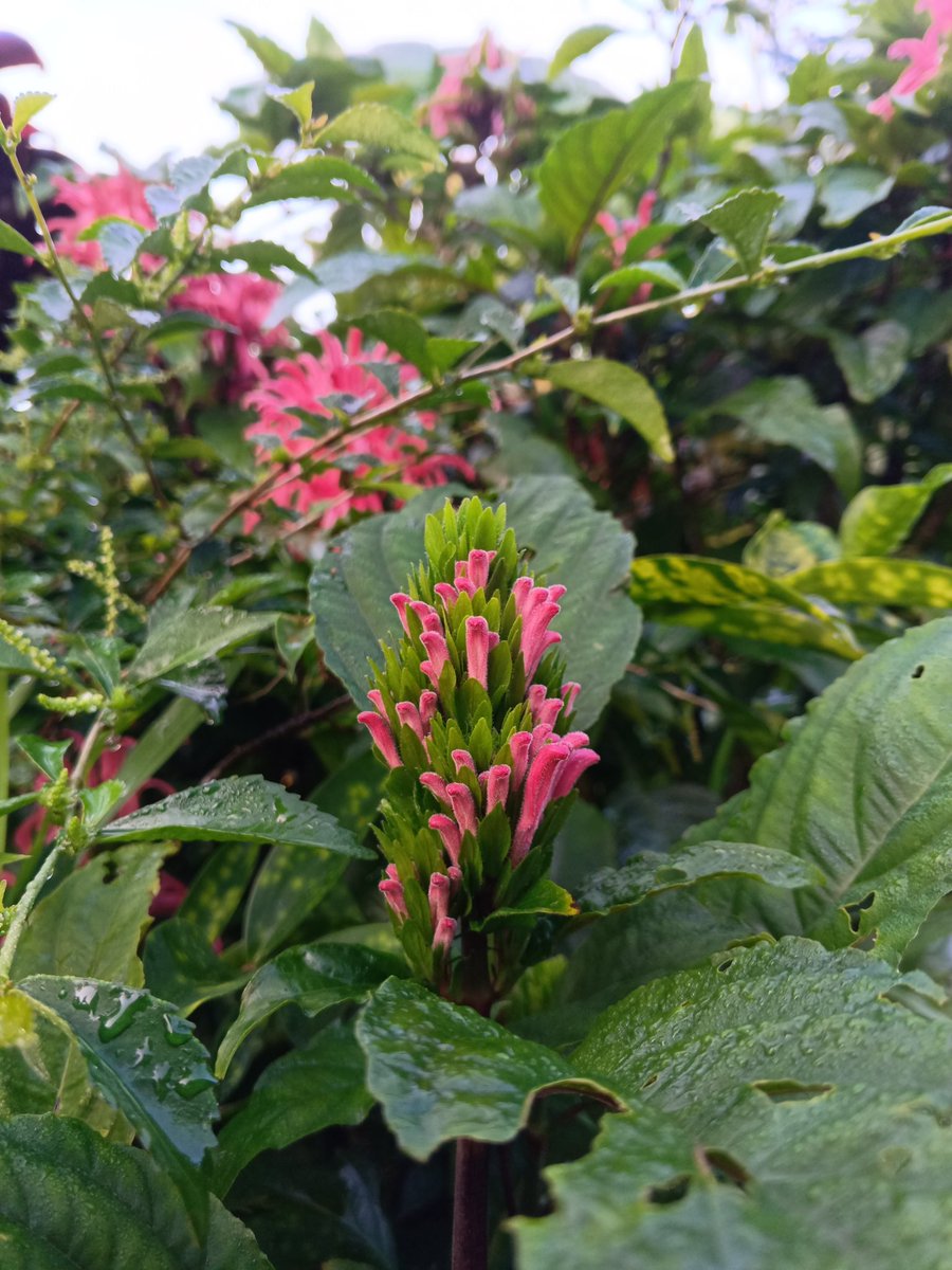 I took this photo a few days ago
I don't know what this flower is called, but it looks beautiful.