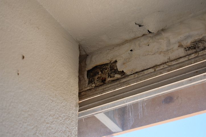 1ManAndALadybug's tweet image. Prevent pests during renovations by:

 ✔️ Sealing temporary openings
 ✔️ Securing dumpsters
 ✔️ Checking building materials

Have you done these on your projects?

Full article here: buff.ly/8K7VUqS 

#CalgaryHomes #PestControl