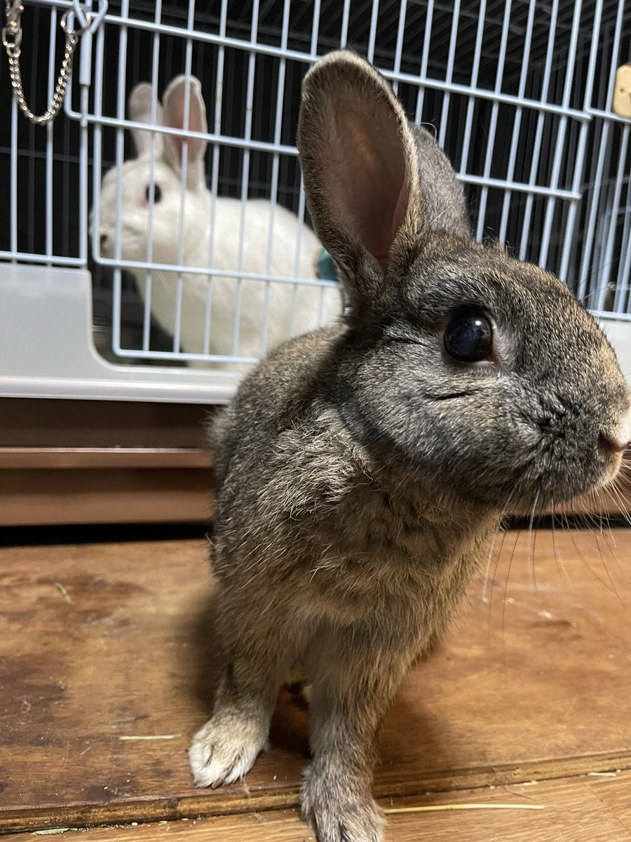 Oxql5c0's tweet image. 部屋んぽ&amp;amp;ケージ掃除🧹
チビ、換毛が始まりました🐰💦