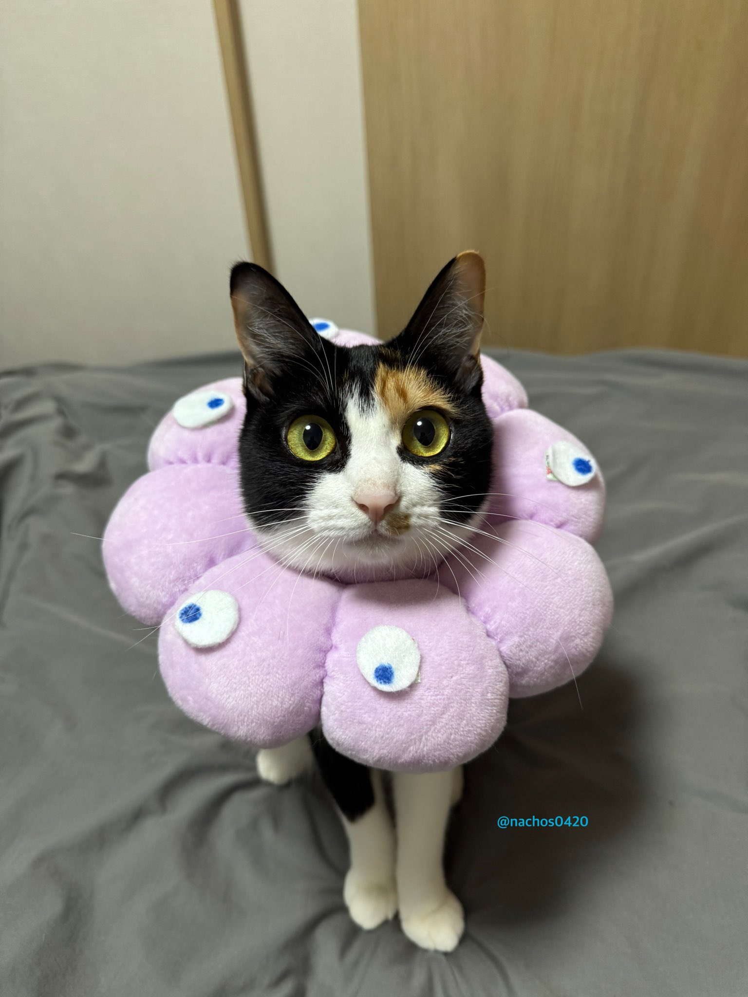 ナツ👕🌼スイ💎✨ (@nachos0420) / X