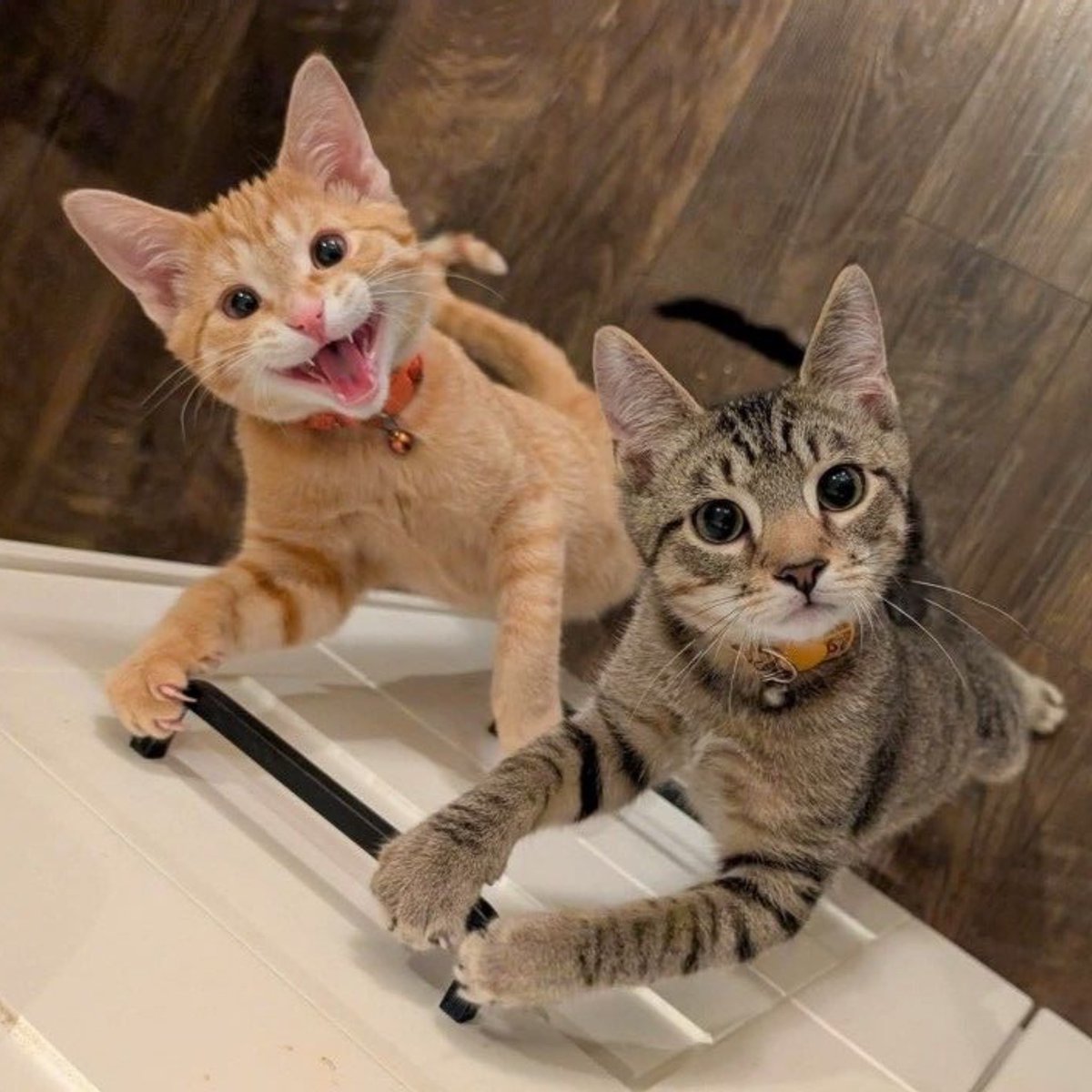atilalzo3's tweet image. two cats ♡ (🐱😺)