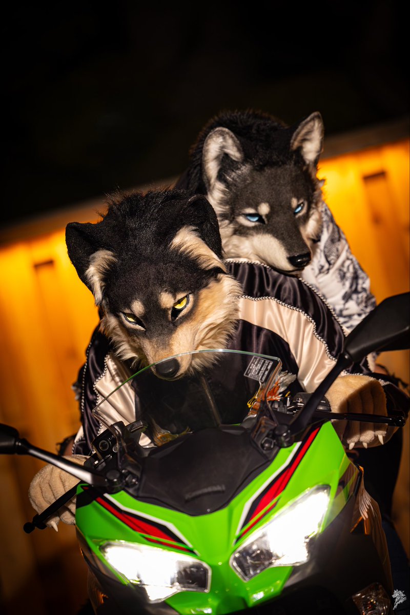 抱きしめて！行くぞー！ 🏍️💨
📷<a href="/chiuwolf/">Amarok</a> 
#FursuitEveryday 
#fursuit 
#東京都 
#首都高