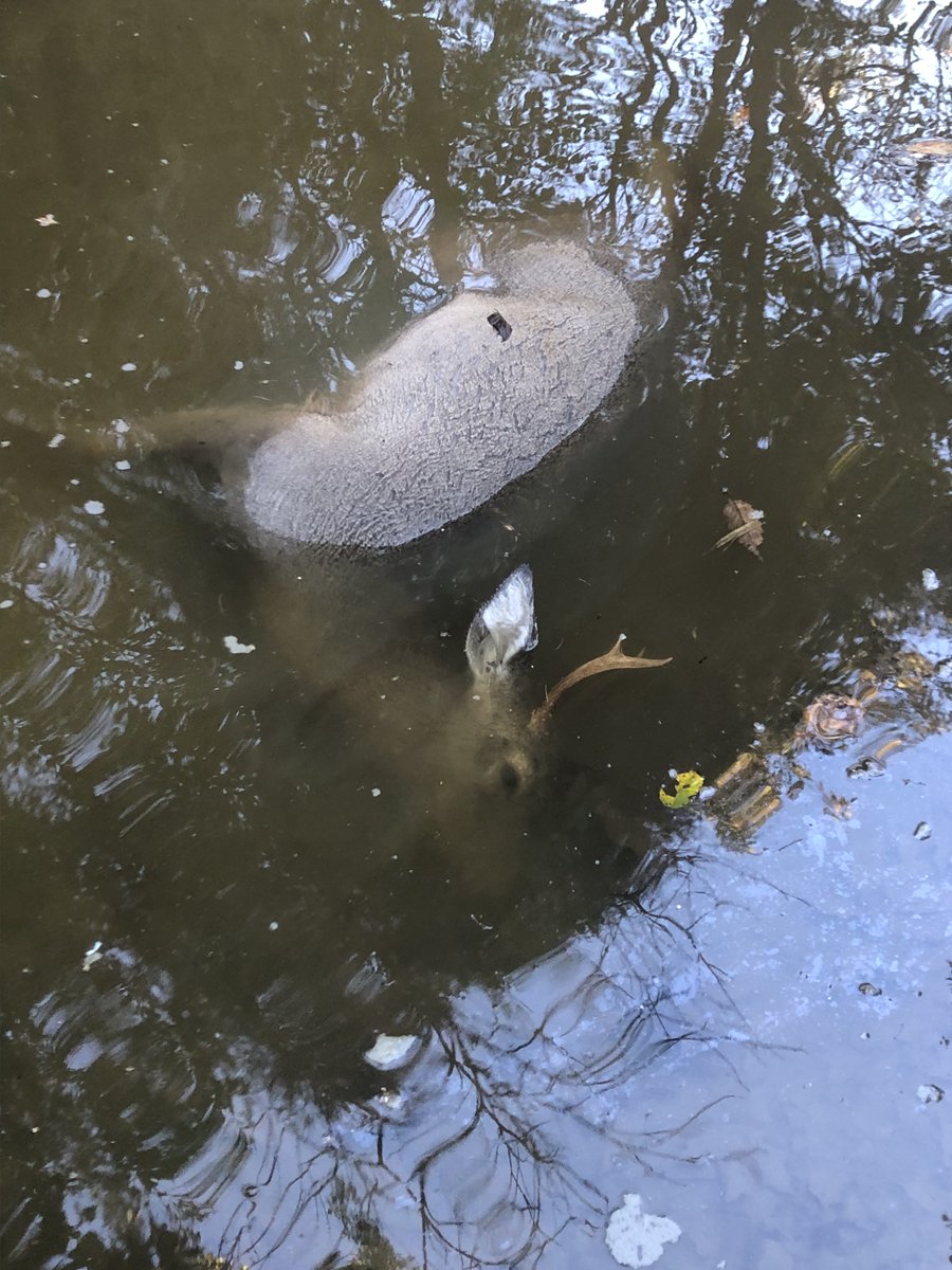 What is the EHD report in your area?

#naw #deerhunting #ehd #deerdisease