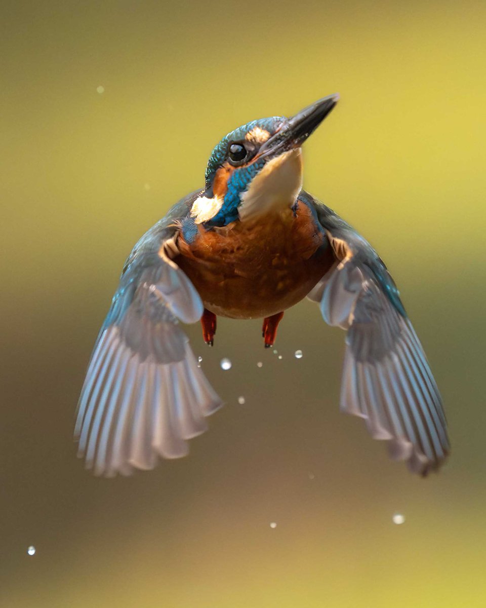 Tweet media one