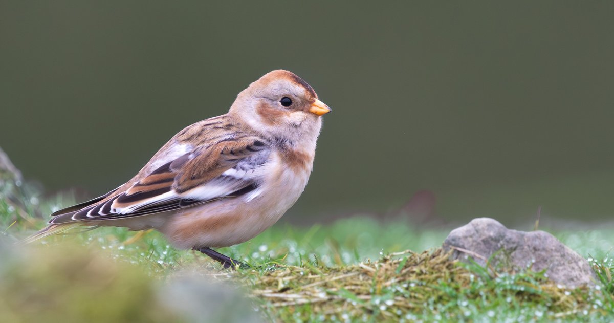 Cracking views of the Snow Bunting at Beacon Hill CP around lunchtime, especially when it wasn’t being flushed or chased by loose dogs 😬