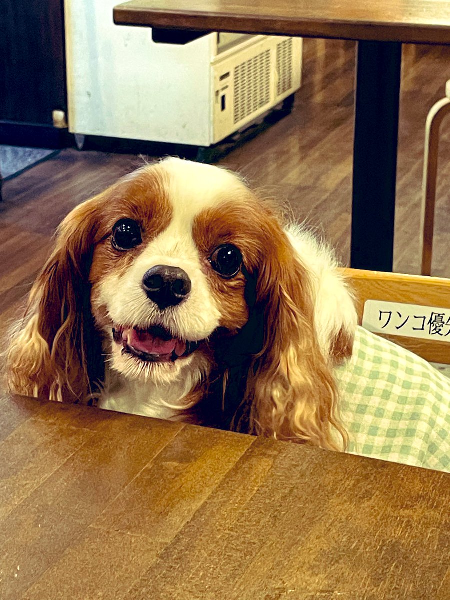 今日のてんちょ👀
久しぶりの2ショット✌️
ラブラブ❤️に見える？笑😆ジョア姐様と一緒のカート🙌どちらも譲る気なし！笑。なんか、2人で話してたよね？リリー様久しぶりー😛