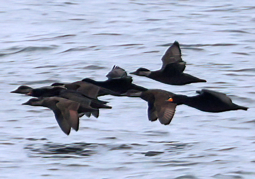 Natural Newbiggin tweet media