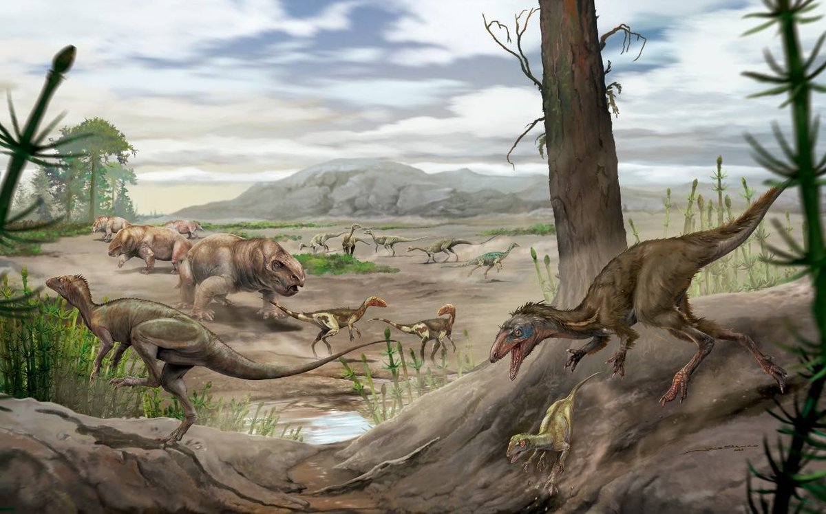 Dinoh555's tweet image. A Carnian theropod with unexpectedly derived features during the first dinosaur radiation
new taxon Anteavis crurilongus
nature.com/articles/s4155…
Art: Jorge Blanco