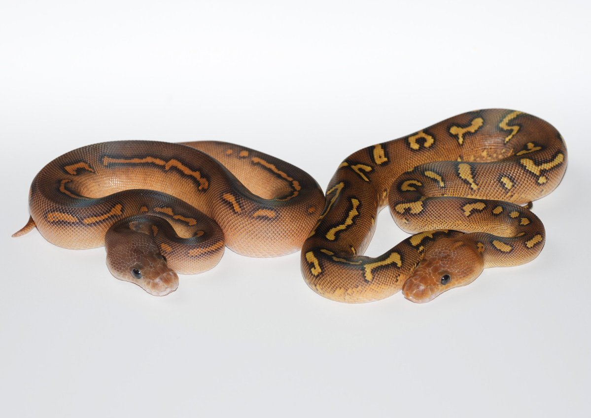 TT_REPTILES's tweet image. @codeZERO0407
日本で一匹?code:ZEROさんでご覧頂けます!
✶ブラックパステルスーパーウーキーYBクラウン(RS)♀
#ボールパイソン
#Ballpython
#codeZERO
#ウーキー
#スーパーウーキー
#ブラックパステル
#レッドストライプ
#KINOVA