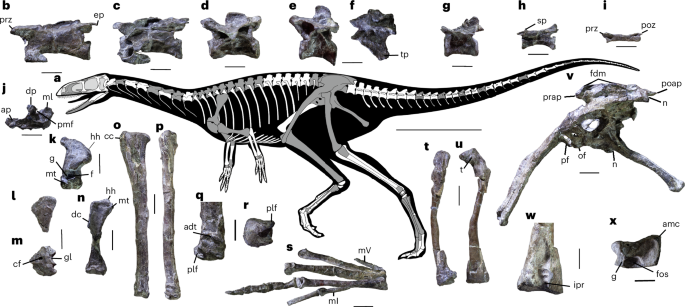 Dinoh555's tweet image. A Carnian theropod with unexpectedly derived features during the first dinosaur radiation
new taxon Anteavis crurilongus
nature.com/articles/s4155…
Art: Jorge Blanco