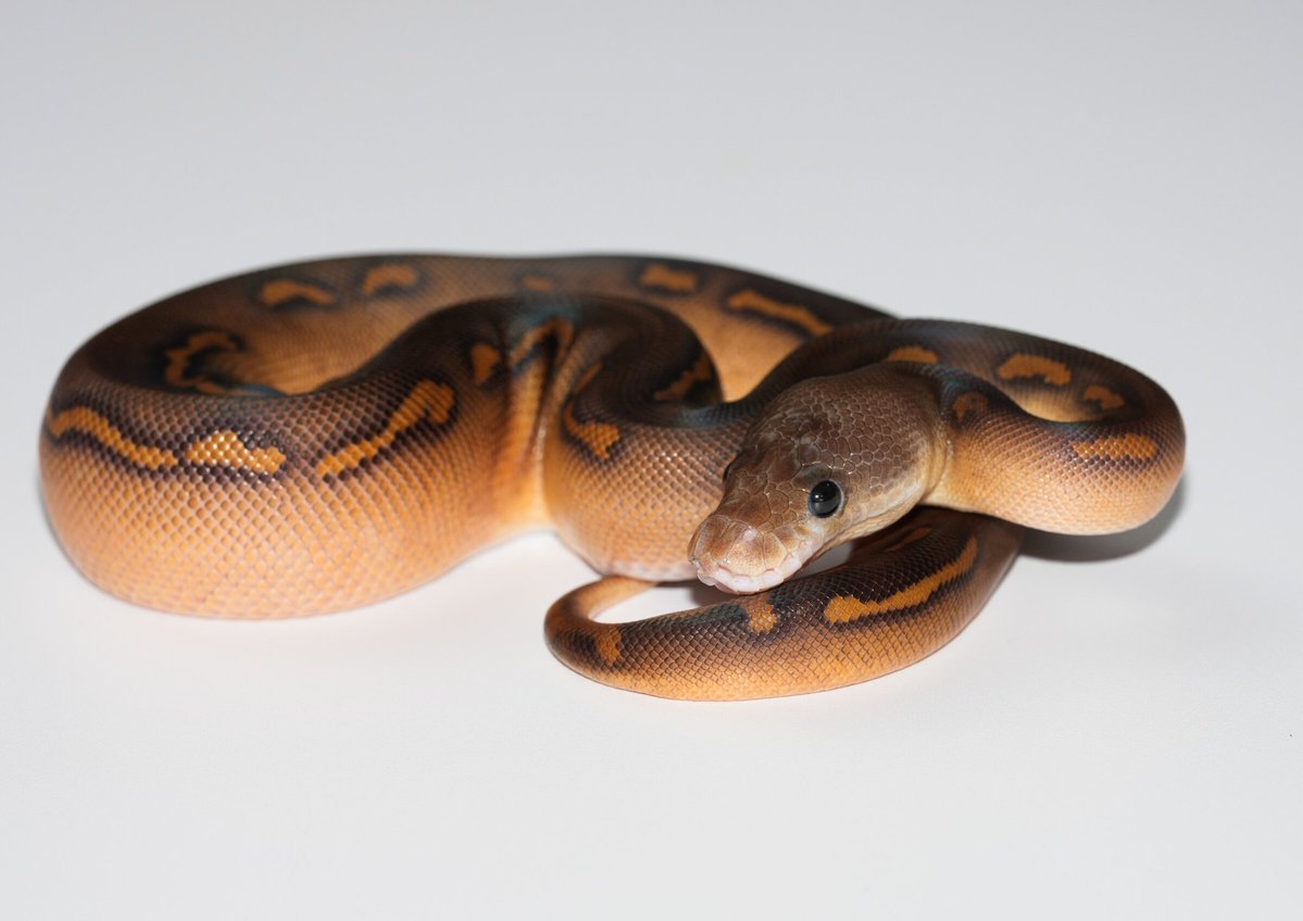 TT_REPTILES's tweet image. 日本で一匹?code:ZEROさんでご覧頂けます!
✶ブラックパステルスーパーウーキーYBクラウン(RS)♀
#ボールパイソン
#Ballpython
#codeZERO
#ウーキー
#スーパーウーキー
#ブラックパステル
#レッドストライプ
#KINOVA