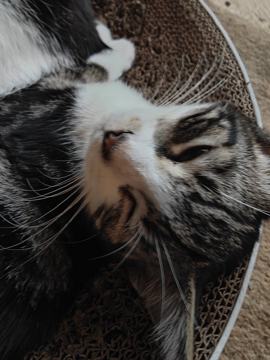 Mała Daisy została adoptowana 

Dziś poznała swoich nowych ludzi, którzy jednak zabiorą ją do domu dopiero w piątek by móc spędzić weekend razem 

Uiścili jednak opłatę adopcyjną, przynieśli kocyk by Kicia mogla zaznajomić się z zapachem

Powodzenia Daisy 💕