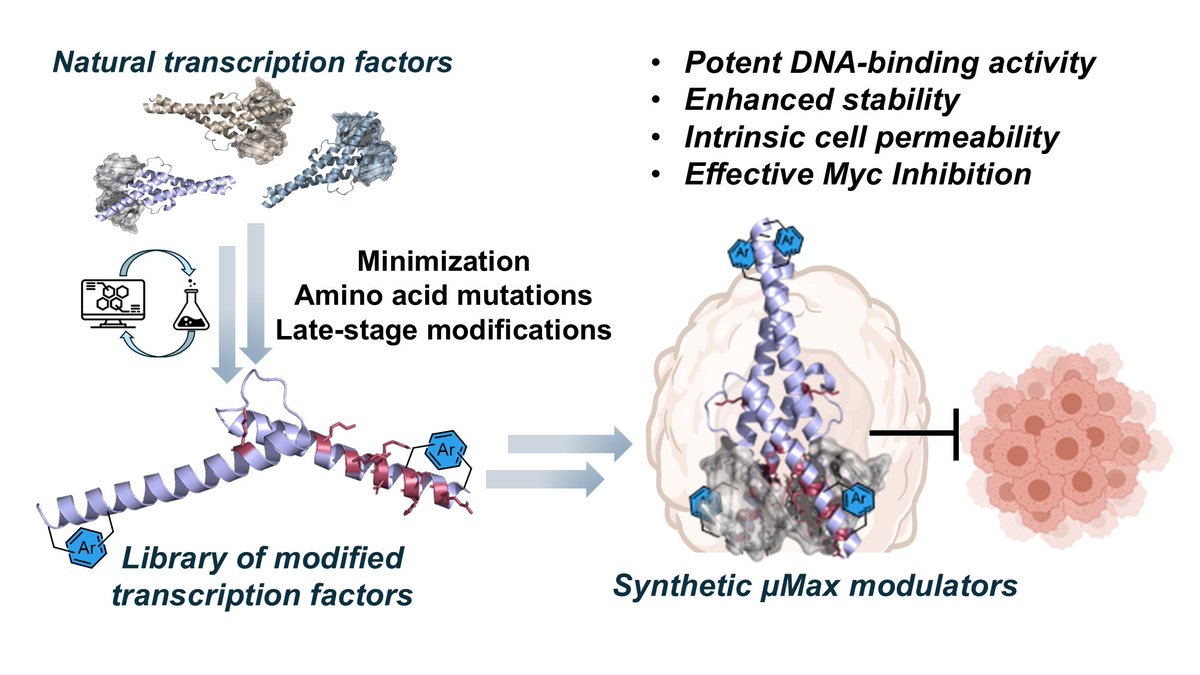 Thrilled to share our latest study on the development of μMax modulators: cell-permeable abiotic transcription factors that serve as potent MYC inhibitors. 
Published today in <a href="/J_A_C_S/">J. Am. Chem. Soc.</a>
pubs.acs.org/doi/10.1021/ja…