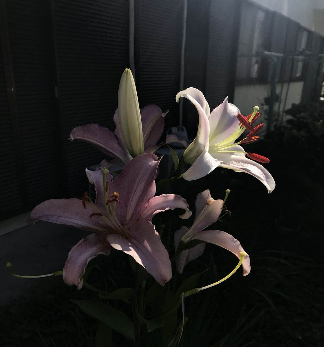 ❀ (@i3moment) on Twitter photo 