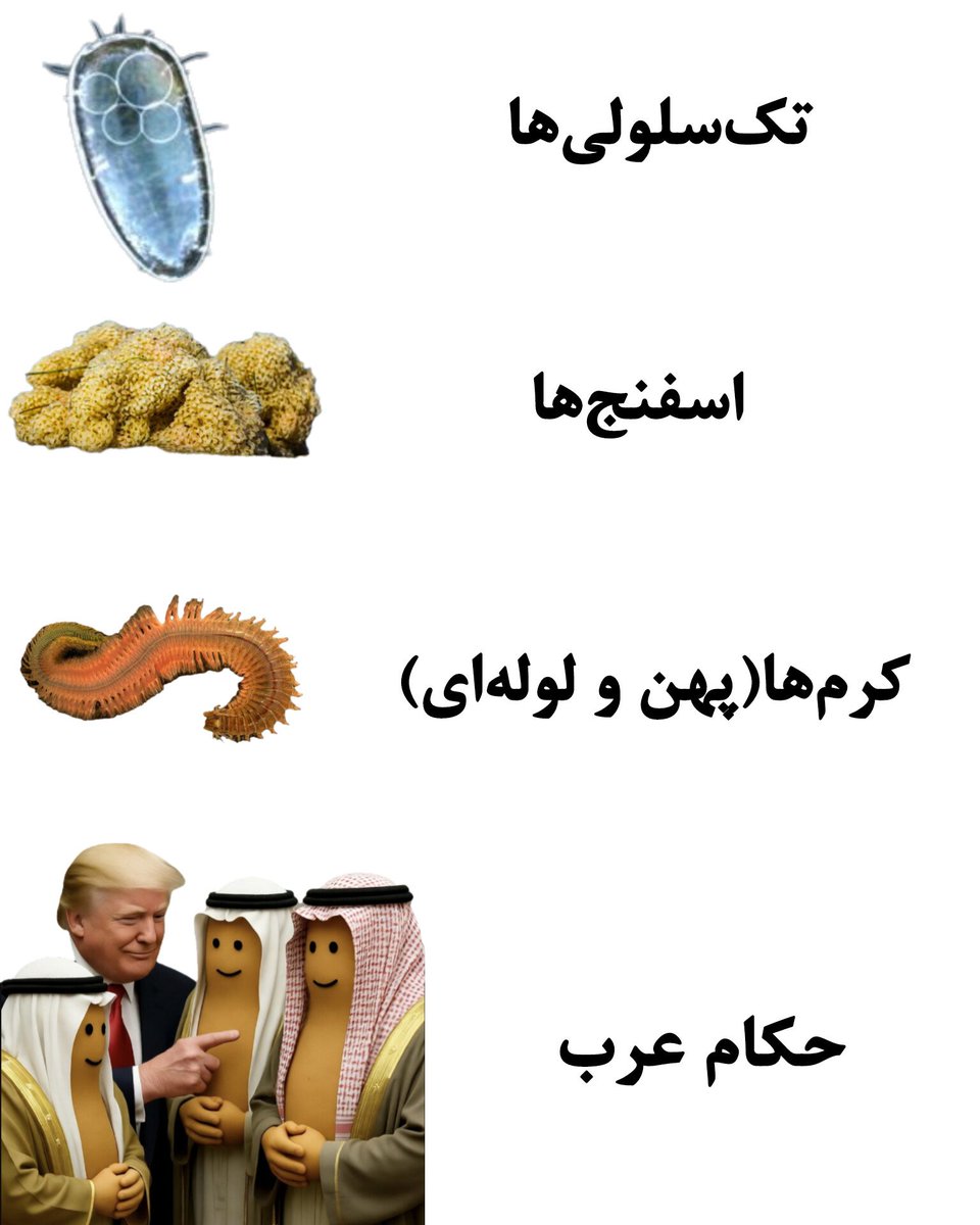 اقسام جانداران بی‌رگ به روایت تصویر:
#شرم_الشيخ