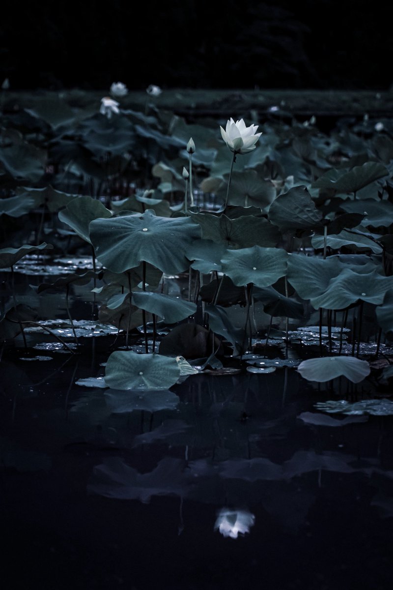 Kurage* (@skyplanet730) / X